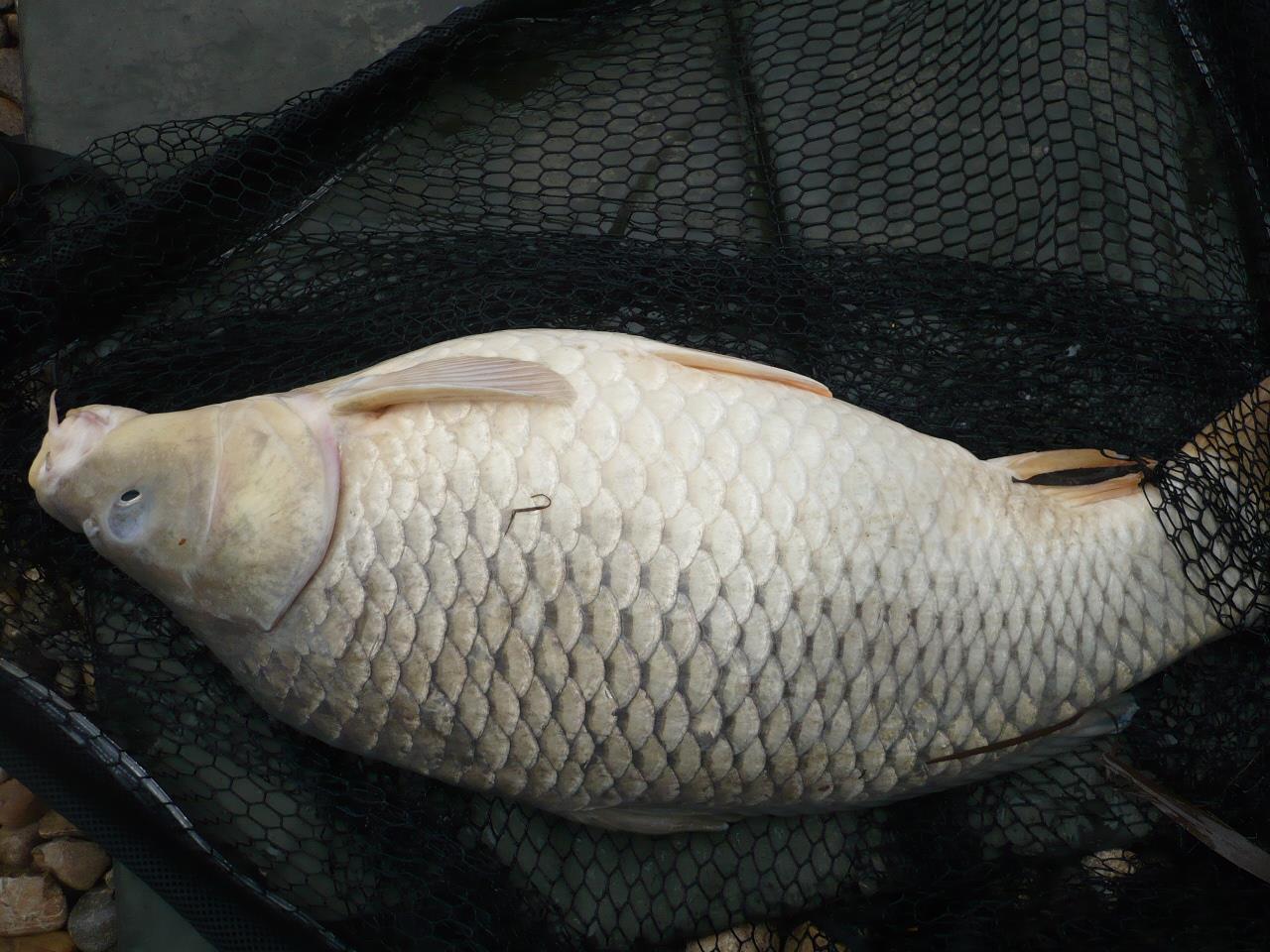 Magura 9 - 25.MAR.2014 - p1020248.JPG